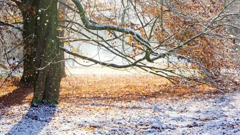 Autumn Forest with Snowfall Video stock 161322205