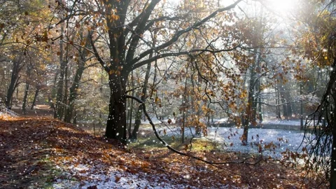Autumn Forest with Snowfall Video stock 162831330