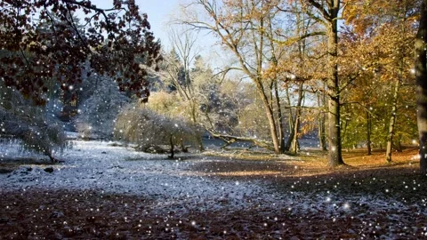 Autumn Forest with Snowfall Video stock 163531469
