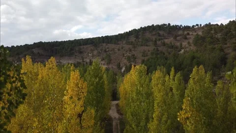 Autumn forest in spain Stock Footage 139958805