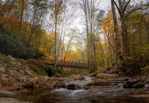 Autumn Forest Stream Bridge 写真素材