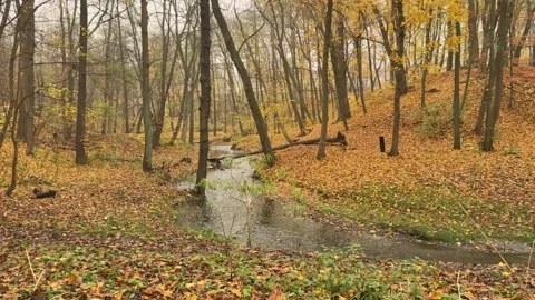 Autumn Forest Stream, Concept of Natural Cycles and Seasonal Change Stock Footage 344882039
