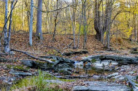 Autumn Forest Stream with Fallen Branches Stock Photos
