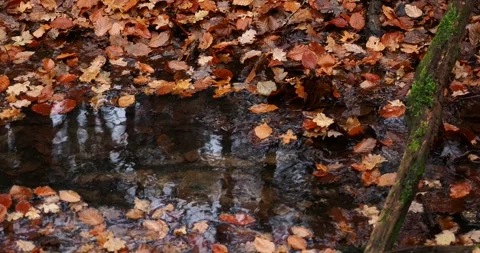 Autumn Forest Stream with Fallen Leaves in Wkrzańska Forest Poland 動画素材 341983395