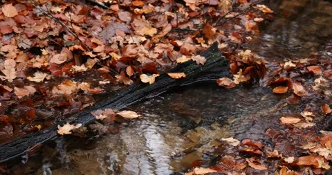 Autumn Forest Stream with Fallen Leaves in Wkrzańska Forest Poland Stock Footage 341984264