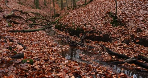 Autumn Forest Stream with Fallen Leaves in Wkrzańska Forest Poland Stock Footage 341986069