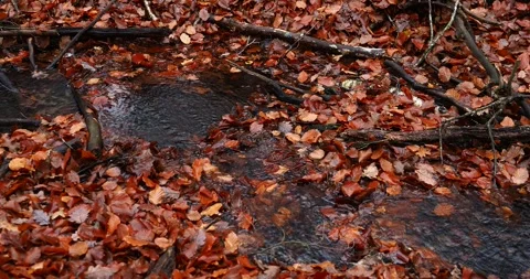 Autumn Forest Stream with Fallen Leaves in Wkrzańska Forest Poland Stock Footage 341986783