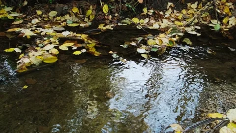 Autumn forest stream with fallen yellow leaves. Stock Footage 214872332