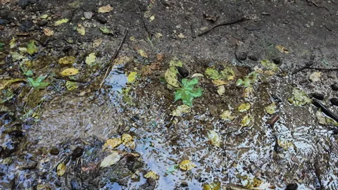 Autumn Forest Stream Flowing Over Stones and Fallen Leaves Stock Footage 340128617