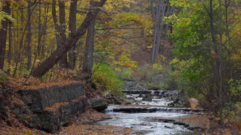 Autumn Forest Stream Flowing over Stones in Ontario Stock Footage 345556050