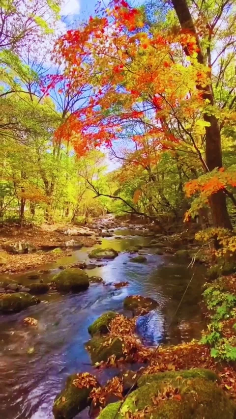 Autumn forest stream flowing through vibrant fall foliage tranquil woodland.. Video stock 320292329