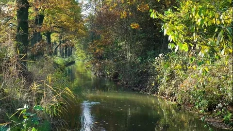 Autumn forest stream flowing through colorful trees Stock Footage 323384799