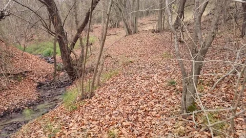 Autumn forest stream flowing through fallen leaves and quiet woodland Stock Footage 323439858