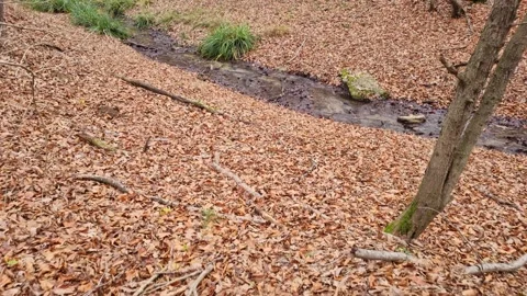 Autumn forest stream flowing through fallen leaves and quiet woodland Stock Footage 323439859