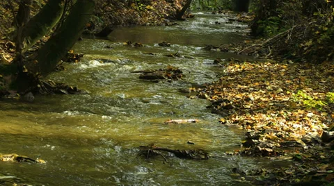 Autumn forest stream Stock Footage 32714249