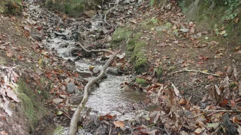 Autumn forest stream Stock Footage 140504899