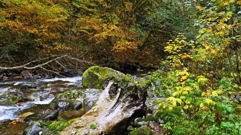 Autumn Forest Stream in Mount Rainier National Park Vídeo Stock 332142813