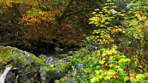 Autumn Forest Stream in Mount Rainier National Park Video stock 332142818