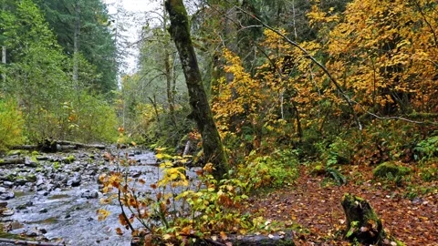 Autumn Forest Stream in Mount Rainier National Park Video stock 332143059