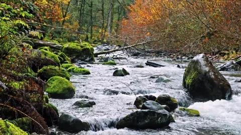 Autumn Forest Stream in Mount Rainier National Park Stock Footage 332143161