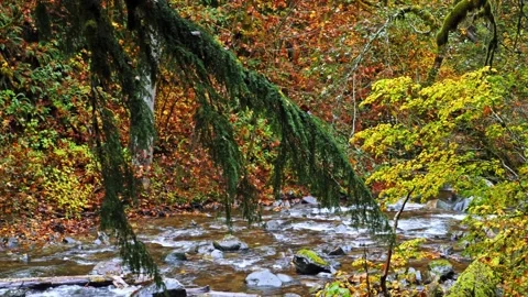 Autumn Forest Stream in Mount Rainier National Park Video stock 332143182