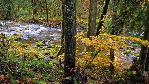 Autumn Forest Stream in Mount Rainier National Park Stock Footage 332143188
