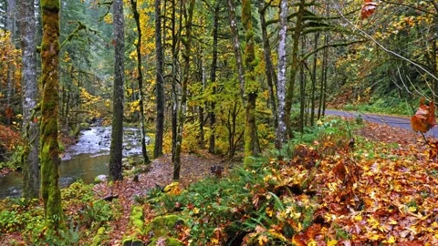 Autumn Forest Stream in Mount Rainier National Park Stock Footage 332143223