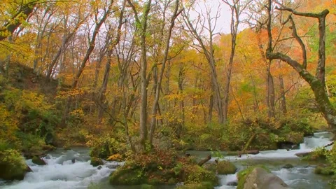 Autumn Forest Stream Pan Up Stock Footage 346189935