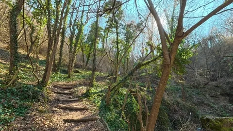Autumn Forest Stream With Path and Green Ivy Slow Pan Vídeos de archivo 330664384