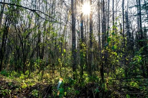 Autumn forest in the sun between trees without leaves, selective focus Stock Photos