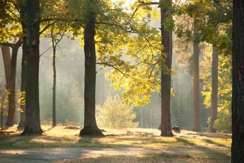 Autumn forest in sun light Stock Photos