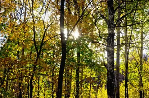 Autumn forest with sun Stock Photos