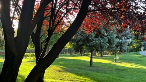Autumn Forest with Sun Rays, Mixed Green and Brown Foliage and Flying Insects Stock Footage 345122335