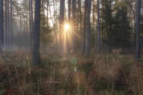 Autumn forest. Sun rays through trees in autumnal woodland. Scenic forest in  Foto stock