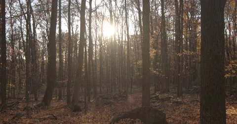 Autumn Forest with Sun, slider motion medium speed 库存影片 66825541