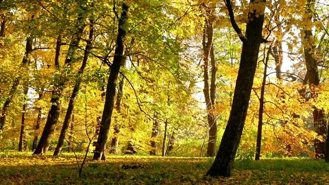 Autumn forest sun trees Stock Footage 81328755