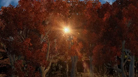 Autumn forest in the sunlight Video stock 44053929