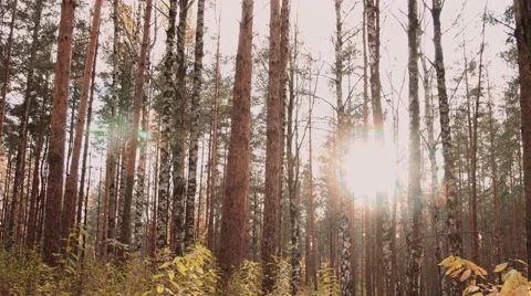 Autumn forest in sunlight Stock Footage 68756234