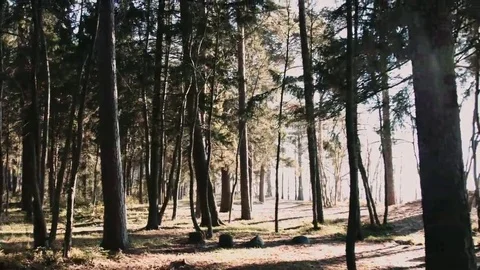 Autumn forest in sunlight Vídeo Stock 69118069