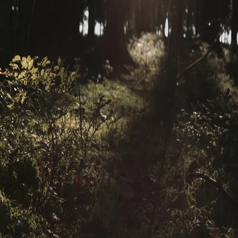 Autumn forest in sunlight 库存影片 69121816