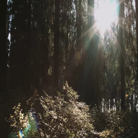Autumn forest in sunlight Stock Footage 69121948