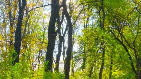 Autumn forest in the sunlight Stock Footage 143671406