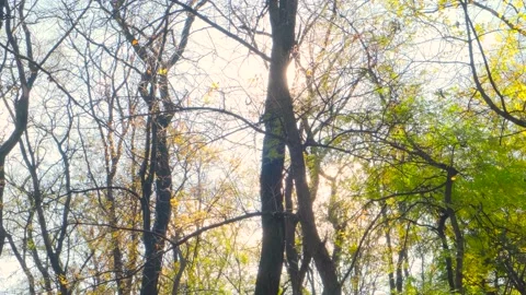 Autumn forest in the sunlight Stock Footage 143671515