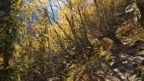 Autumn forest in sunlight Stock Footage 158458535