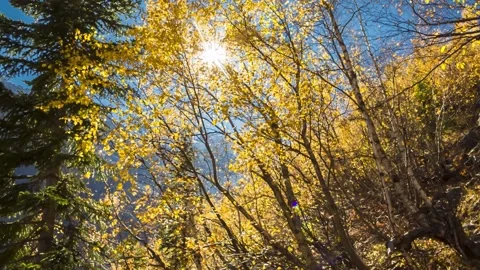 Autumn forest in sunlight Stock Footage 158458536