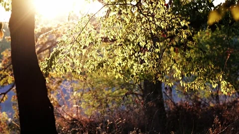 Autumn Forest Sunlight Stock Footage 317738985