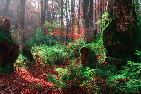 Autumn forest with sunlight Foto stock