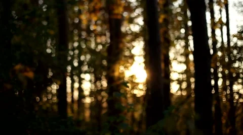 Autumn forest in sunrise Stock Footage 53553604