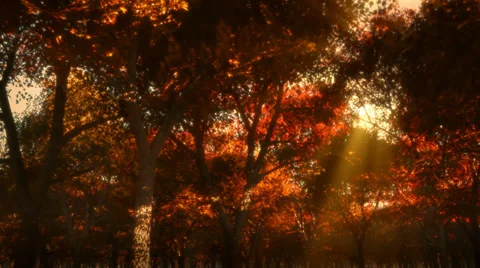 Autumn forest at sunset 002 HD Stock Footage 39308355
