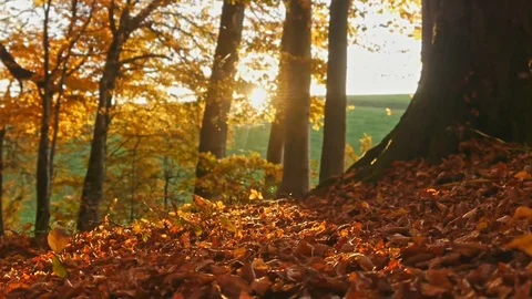Autumn forest in the sunset Stock Footage 99639145